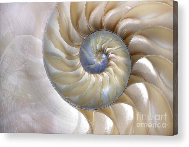 Fibonacci Acrylic Print featuring the photograph An Amazing Fibonacci Pattern by Tramont ana