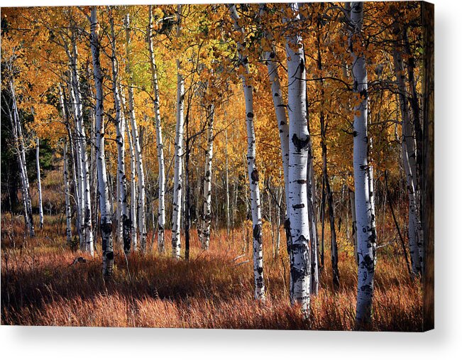 Eco Tourism Acrylic Print featuring the photograph An Aspen Grove In Autumn With Orange by Denny35463