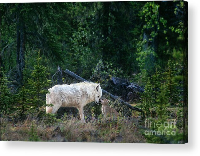 Dave Welling Acrylic Print featuring the photograph An Intimate Gray Wolv Moment Northwest Territories Canada by Dave Welling