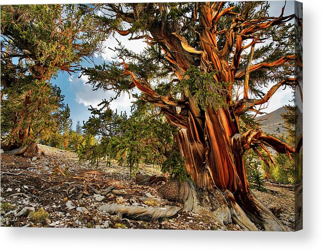 Adam Jones Acrylic Print featuring the photograph Ancient Bristlecone Pine, White by Adam Jones