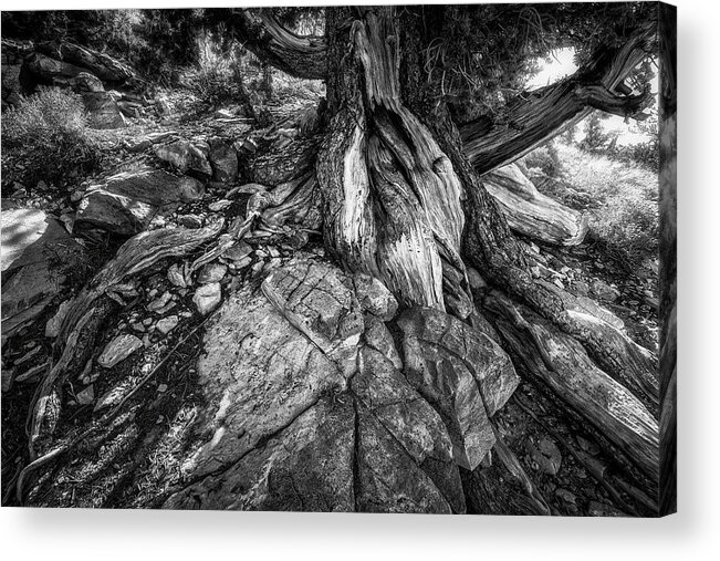 Tree Acrylic Print featuring the photograph Ancient Pine And Rock by Bill Boehm