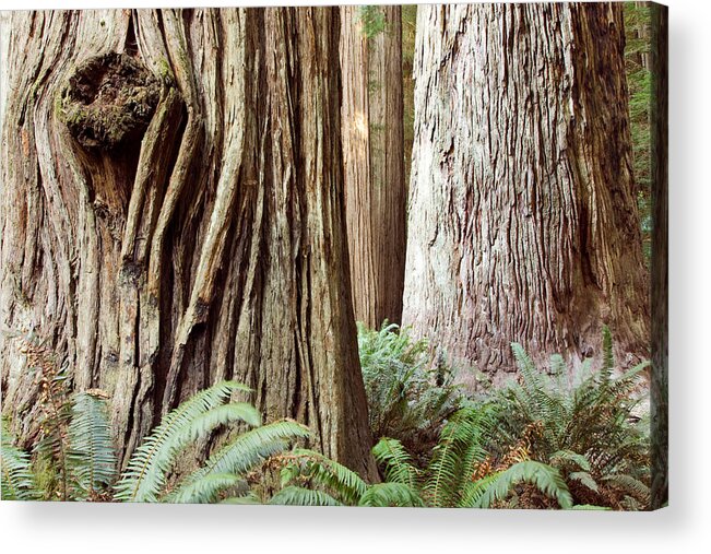 Forestabstract Acrylic Print featuring the photograph Ancient Redwoods - Stout Grove by Bill Gozansky