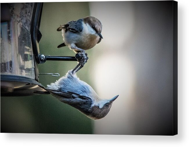 Brown Headed Nuthatch Acrylic Print featuring the photograph And Just Where Do You Think YOU'RE Going by Mary Ann Artz