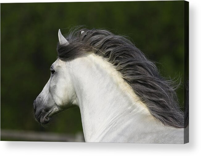 Andalusian 002 Acrylic Print featuring the photograph Andalusian 002 by Bob Langrish