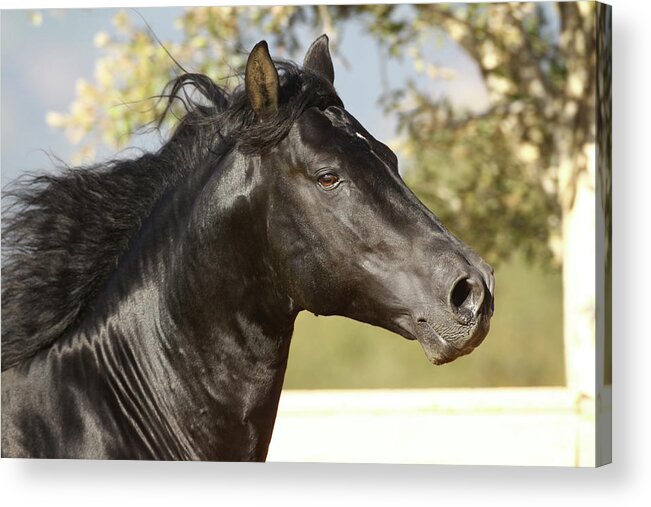 Andalusian 011 Acrylic Print featuring the photograph Andalusian 011 by Bob Langrish