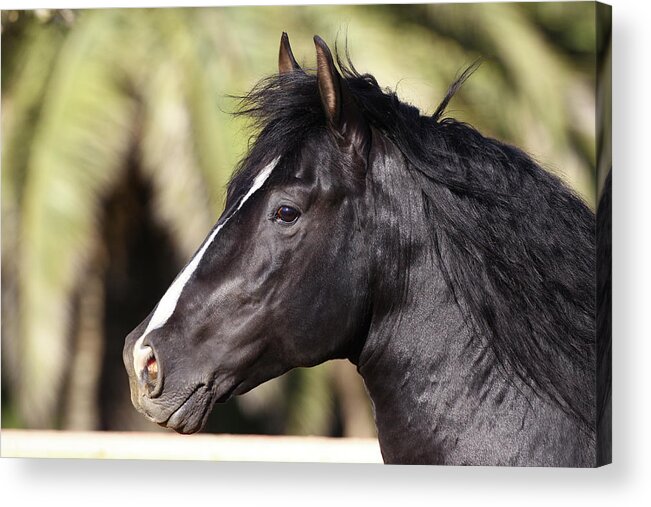 Andalusian 013 Acrylic Print featuring the photograph Andalusian 013 by Bob Langrish