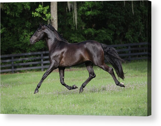 Andalusian 014 Acrylic Print featuring the photograph Andalusian 014 by Bob Langrish
