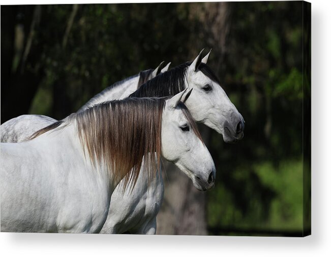 Andalusian 020 Acrylic Print featuring the photograph Andalusian 020 by Bob Langrish