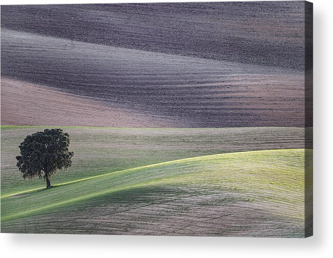 Andalusian Fields
Sunset
Sown Fields
One Tree
Green
Solitude
Cereals Acrylic Print featuring the photograph Andalusian Fields At Sunset by Lucia Gamez