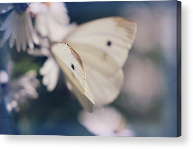 Blue Acrylic Print featuring the photograph Angelic by Michelle Wermuth