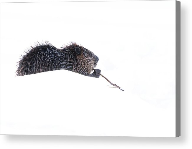 Beaver Acrylic Print featuring the photograph Another Day at the Lodge by Penny Meyers