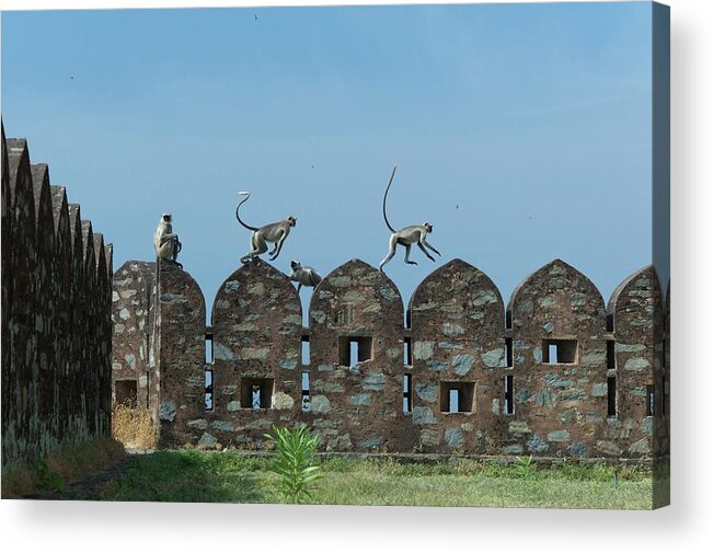 Clear Sky Acrylic Print featuring the photograph Apes Playing At Kumbhalgarh by Dominik Eckelt