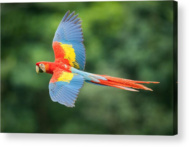 Ara Acrylic Print featuring the photograph Ara Macao, Scarlet Macaw by Petr Simon