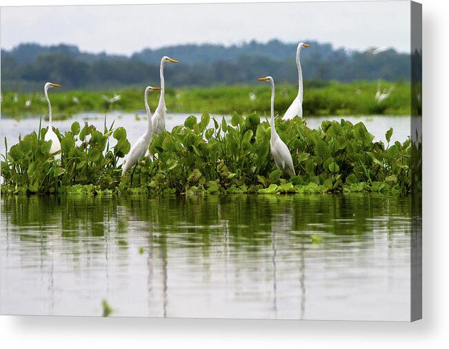 Animal Themes Acrylic Print featuring the photograph Ardea Alba Egretta by Alejocock