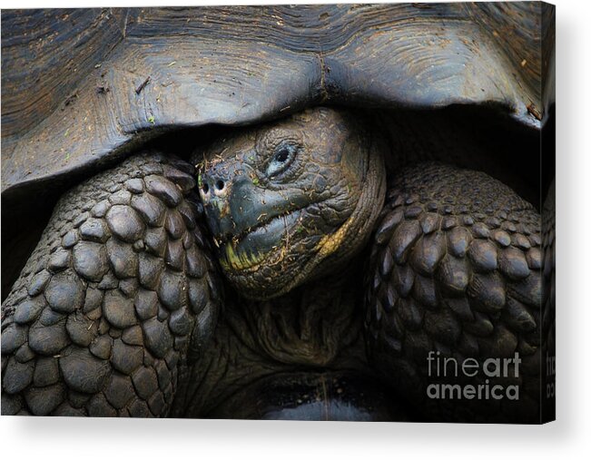 Tortoise Acrylic Print featuring the photograph Armored by Becqi Sherman