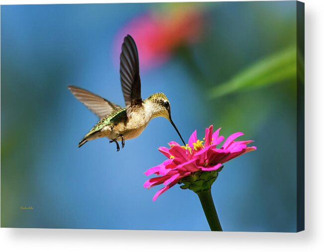 Hummingbird Acrylic Print featuring the photograph Art of Hummingbird Flight by Christina Rollo