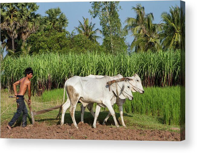 Working Acrylic Print featuring the photograph Asian Young Farmer Working The Field by Joakimbkk