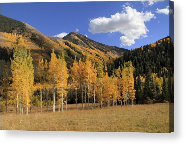 Scenics Acrylic Print featuring the photograph Aspen Trees In The Elk Mountains by John Kieffer