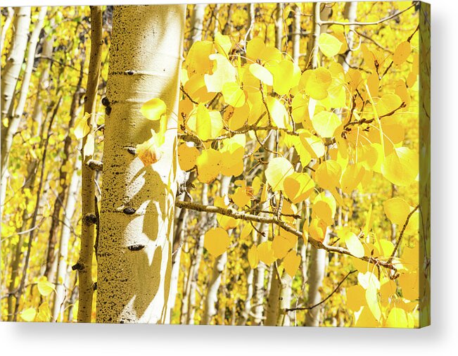 Aspen Trees Acrylic Print featuring the photograph Aspen Yellow by Joe Kopp