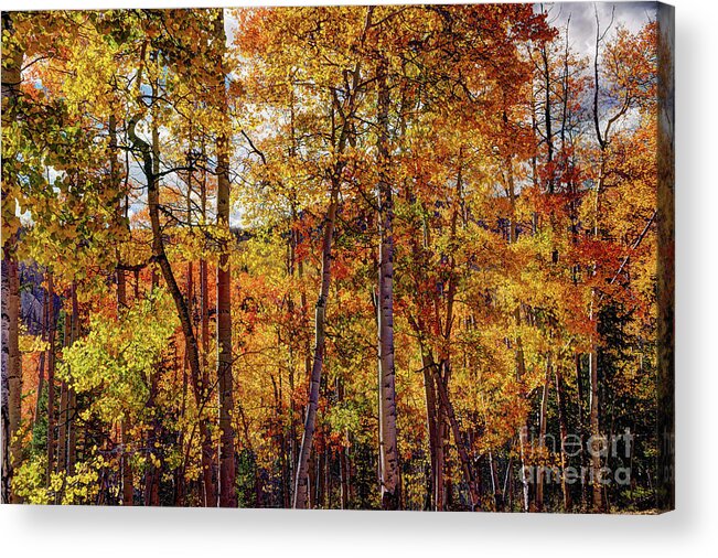 Aspens Acrylic Print featuring the photograph Aspens Ablaze in Autumn by Jean Hutchison