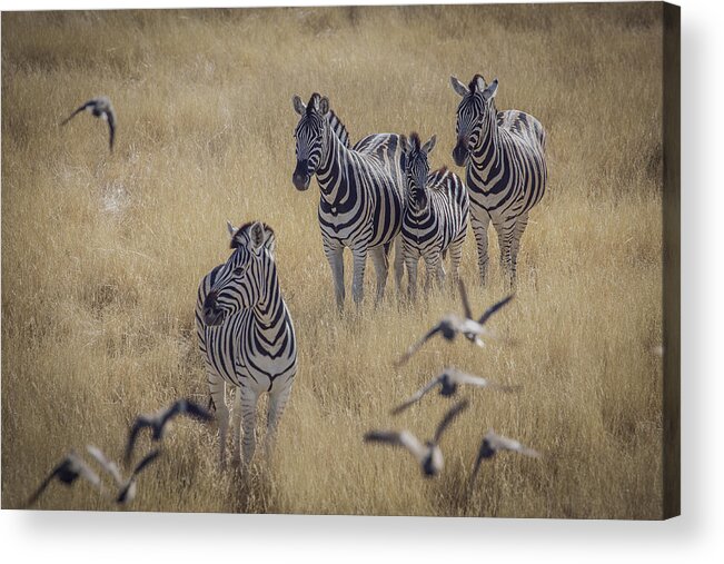 #zebras #savannah #namibia #animals Acrylic Print featuring the photograph At The Savannah by Mats Jonsson
