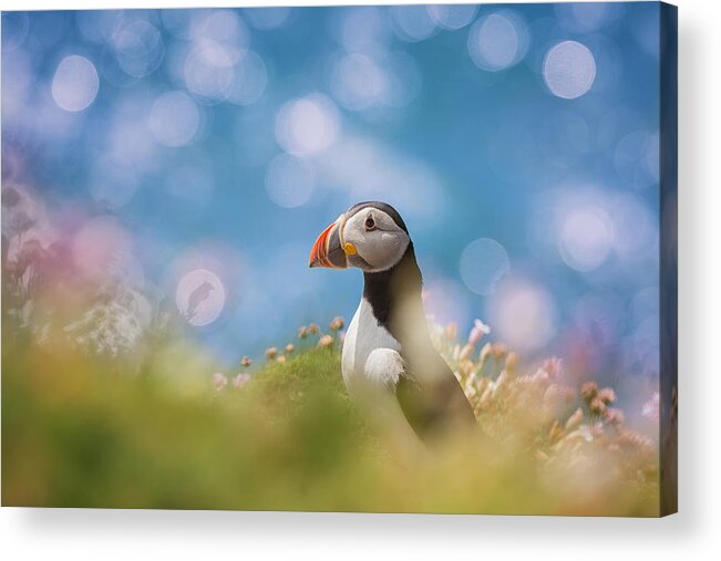 Animal Acrylic Print featuring the photograph Atlantic Puffin by Peter Krocka