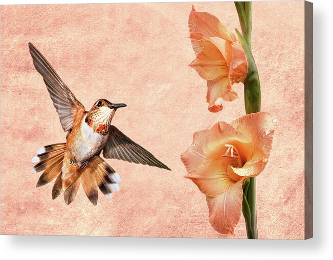 Rufous Hummingbird Acrylic Print featuring the photograph Attraction by Leda Robertson