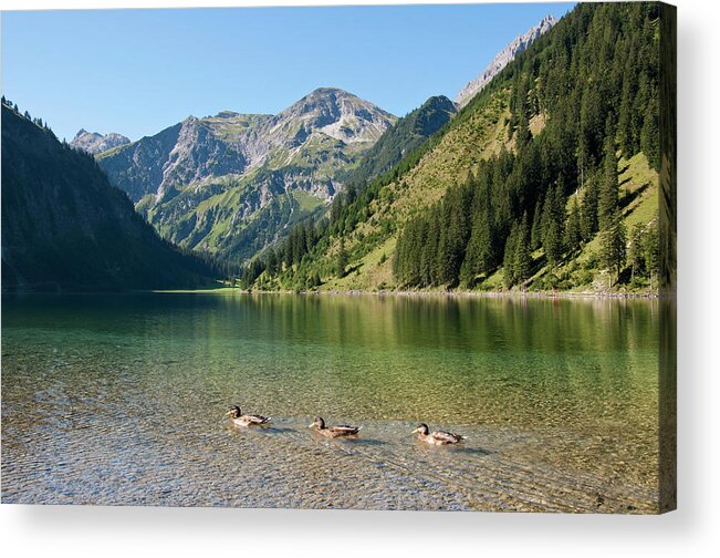 Animal Themes Acrylic Print featuring the photograph Austria, View Of Lake Vilsalpsee, Ducks by Westend61