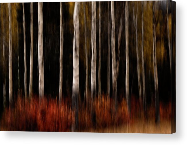 Trees Acrylic Print featuring the photograph Autumn Abstract by Catherine Reading