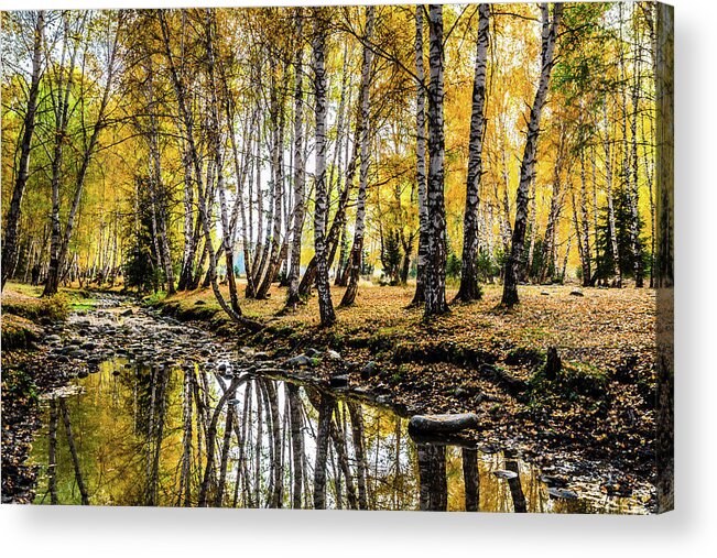 Scenics Acrylic Print featuring the photograph Autumn Birch Forest, Hemu, Xinjiang by Feng Wei Photography