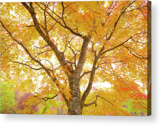 Tranquility Acrylic Print featuring the photograph Autumn Colors by Photoaraki.com