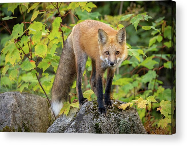 Maine Acrylic Print featuring the photograph Autumn Fox II by Colin Chase