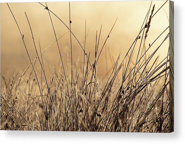 Autumn Acrylic Print featuring the photograph Autumn Grass in Colorado by Kevin Schwalbe