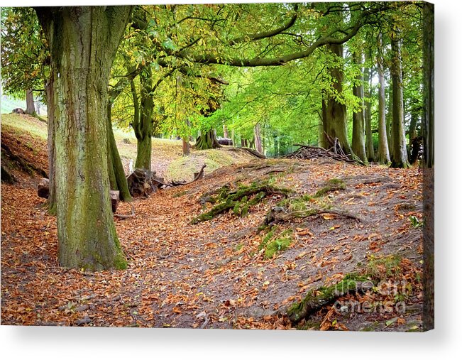 Autumn Acrylic Print featuring the photograph Autumn in the woods by Colin Rayner