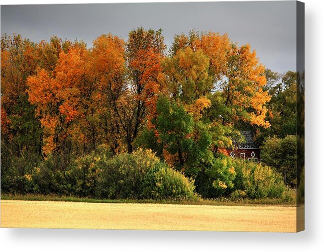 Autumn Fall Harvest Time For Farmers And Families Acrylic Print featuring the photograph Autumn is Nigh by David Matthews