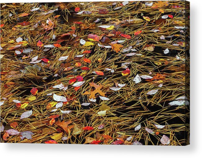 Allegheny Plateau Acrylic Print featuring the photograph Autumn Leaves & Pitch Pine Needles by Michael Gadomski