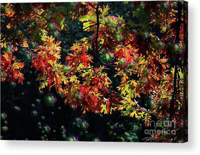 Trees Acrylic Print featuring the photograph Autumn Oak Magic by Elaine Manley