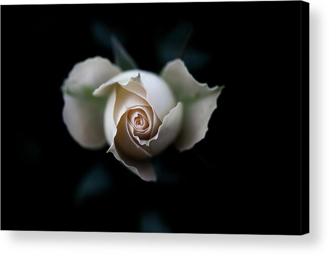 Black Background Acrylic Print featuring the photograph Autumn Rose by Bloomsbury Photo Production All Rights Reserved