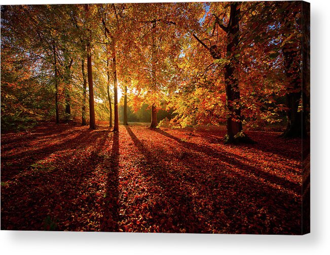 Tranquility Acrylic Print featuring the photograph Autumn Shadows by Image By Owen Lloyd Owenlloydphotography.com
