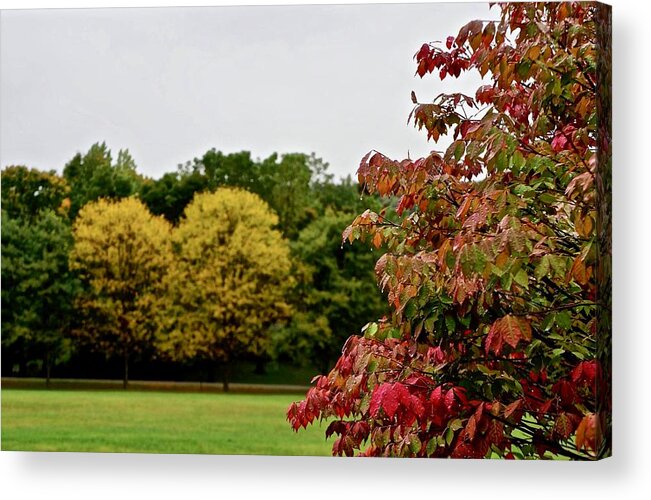 Autumn Acrylic Print featuring the photograph Autumn Tree Heart by Kathy Chism