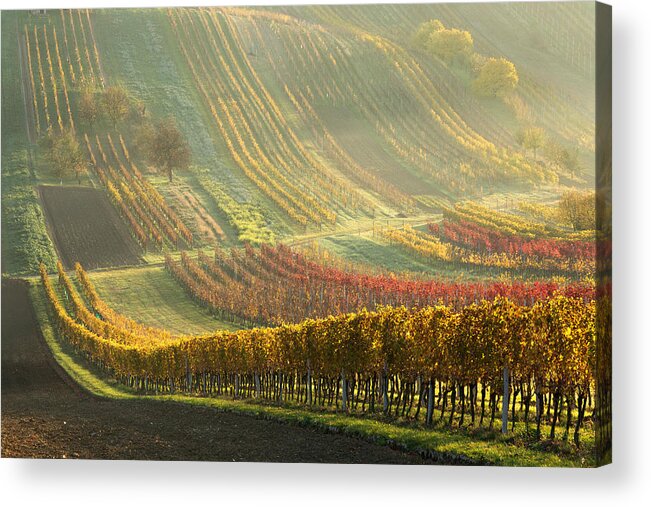 Landscape Acrylic Print featuring the photograph Autumn Vineyards by Anna Pakutina