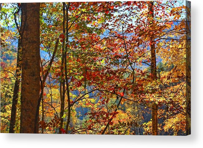 Autumn Foliage Acrylic Print featuring the photograph Autumn's Canvas by HH Photography of Florida