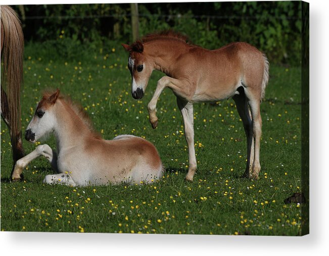 Ay3v3962 Welsh Pony Foals Playing Acrylic Print featuring the photograph Ay3v3962 Welsh Pony Foals Playing, Butts Farm, Uk by Bob Langrish