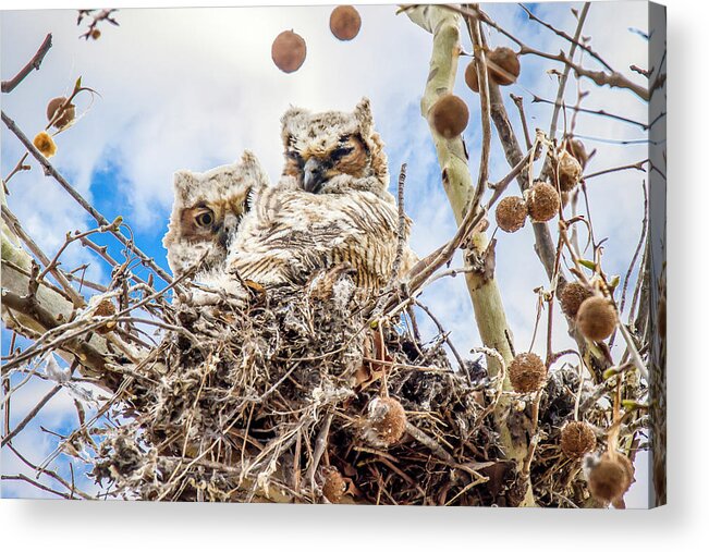 Owls Acrylic Print featuring the photograph Baby Great Horned Owls by David Wagenblatt