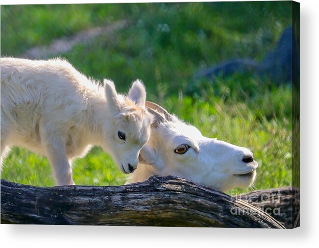 Animal Acrylic Print featuring the photograph Baby Loves Mama by Susan Rydberg