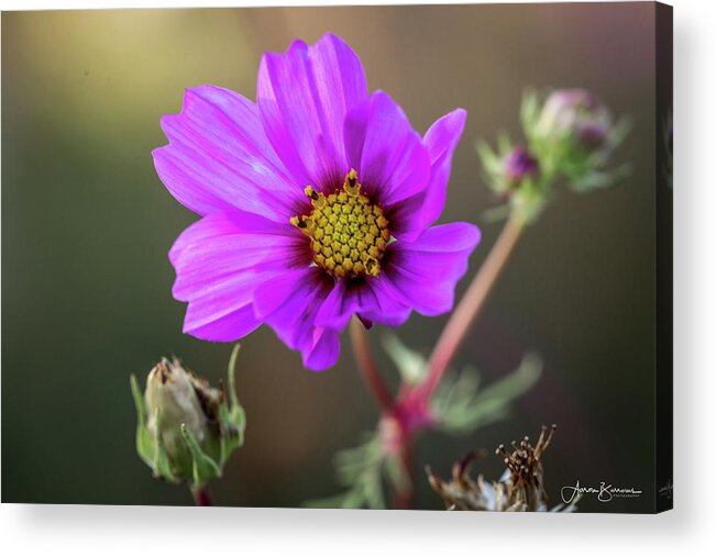 Flower Acrylic Print featuring the photograph Backlit Flower by Aaron Burrows