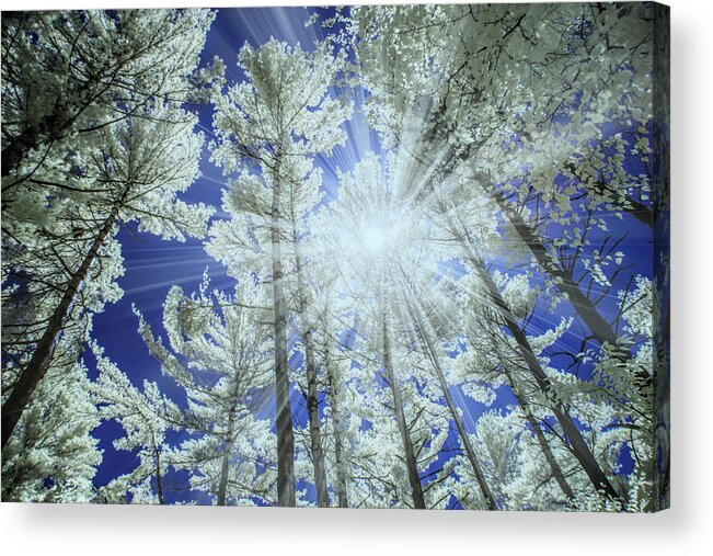 Nature Acrylic Print featuring the photograph Backlit Pine Trees in Infrared by Randall Nyhof