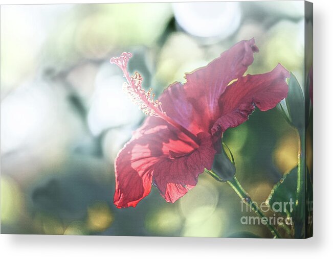 Flower Acrylic Print featuring the photograph Backlit Stamin by Darcy Dietrich