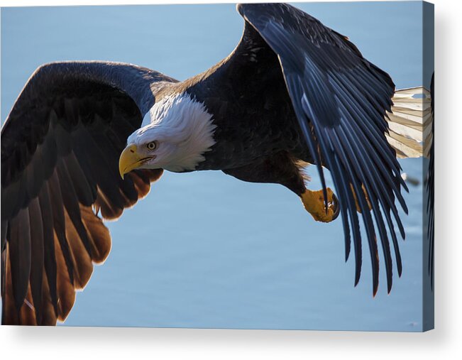Taking Off Acrylic Print featuring the photograph Bald Eagle Haliaeetus Leucocephalus In by Robert Postma / Design Pics