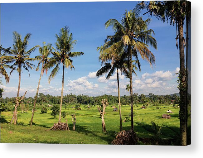 Tranquility Acrylic Print featuring the photograph Bali, Indonesia, Rice Fields by Michele Falzone